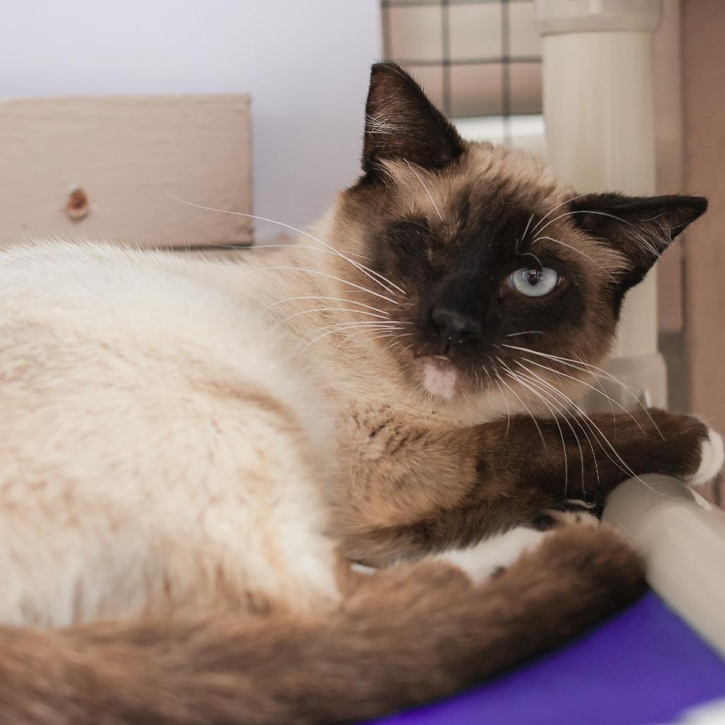 Enlarge Sparrow, a Adoptable Siamese in Los Angeles, CA image 3/3