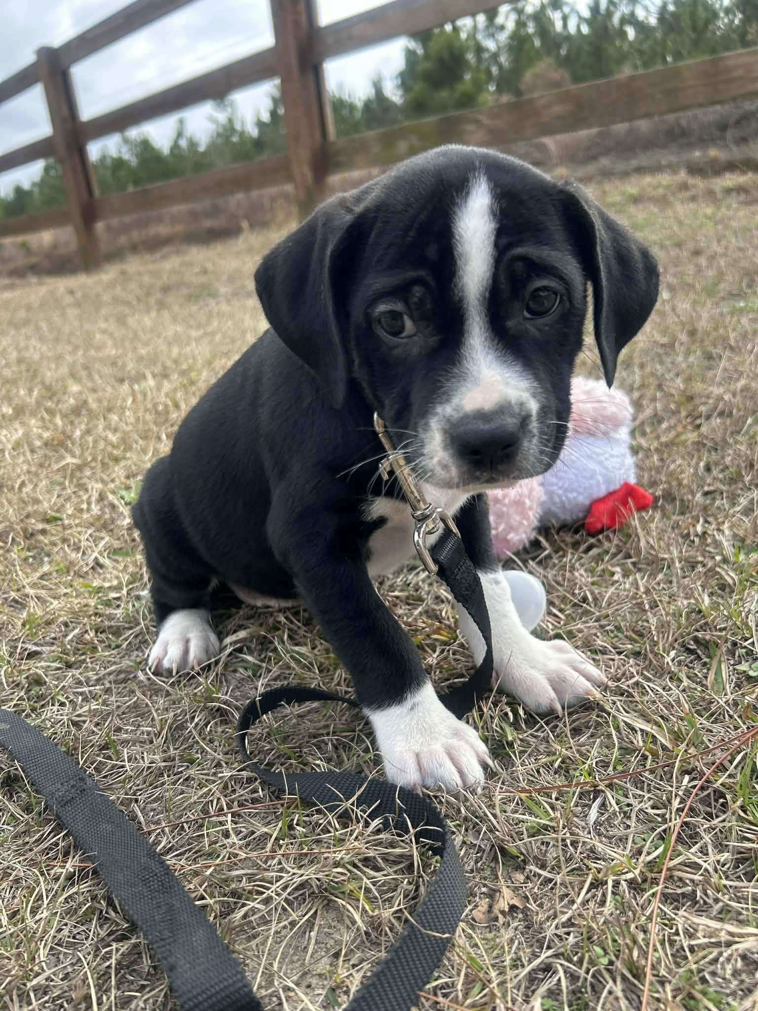 Enlarge Fulton, a Adoptable Mixed Breed in Tarrytown, GA image 1/3