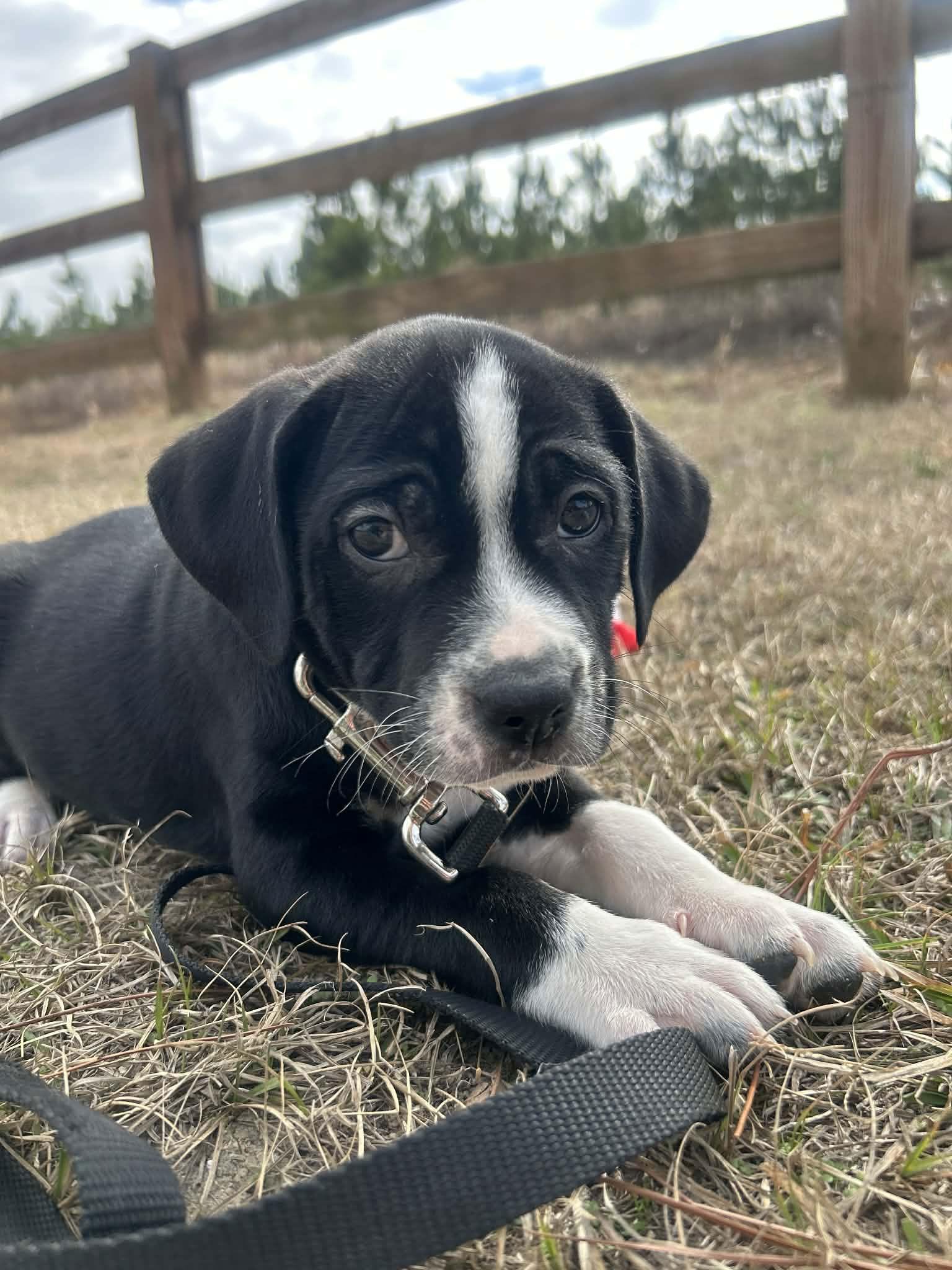 Enlarge Fulton, a Adoptable Mixed Breed in Tarrytown, GA image 2/3