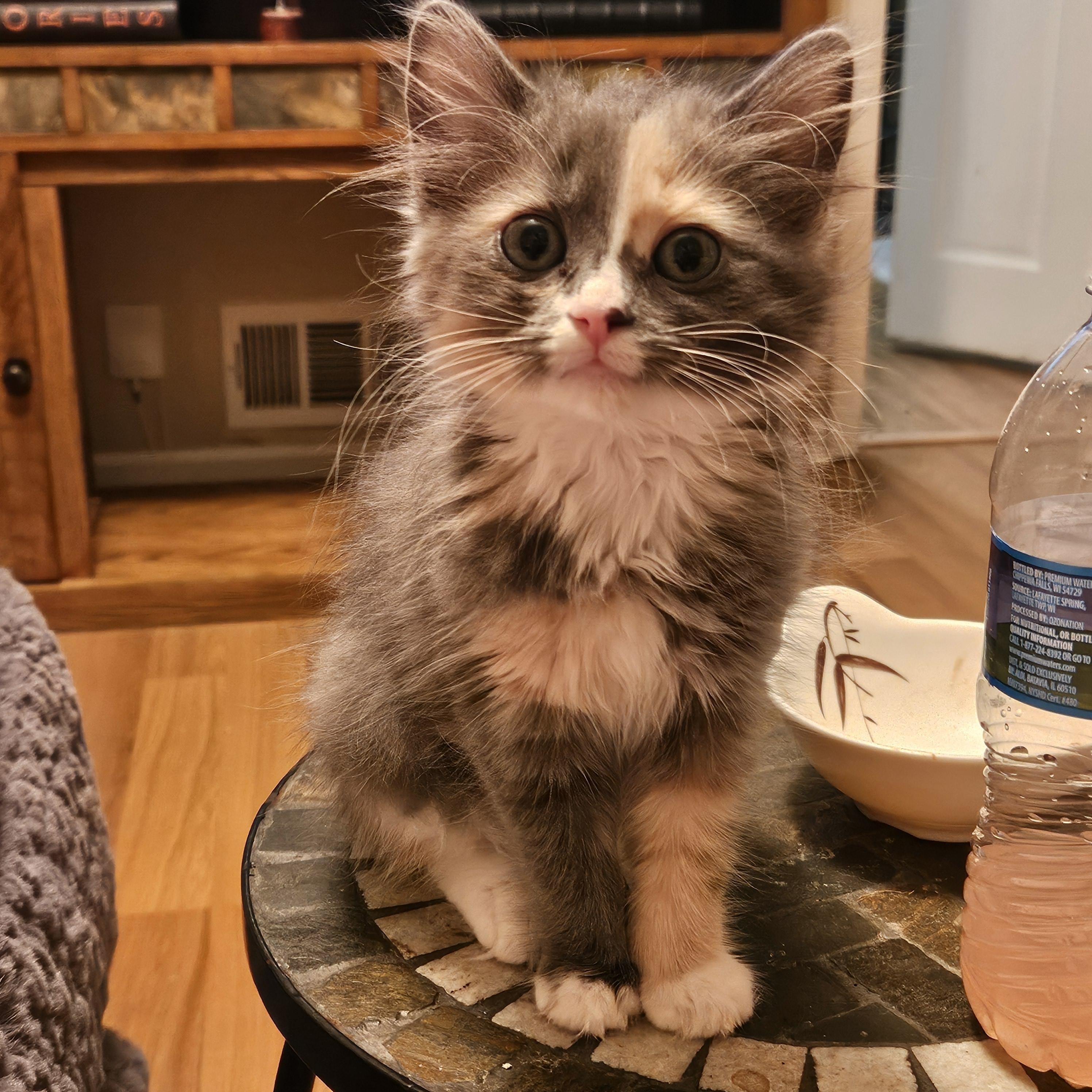 Maisey, an adopted Domestic Medium Hair in Milwaukee, WI image 5/5