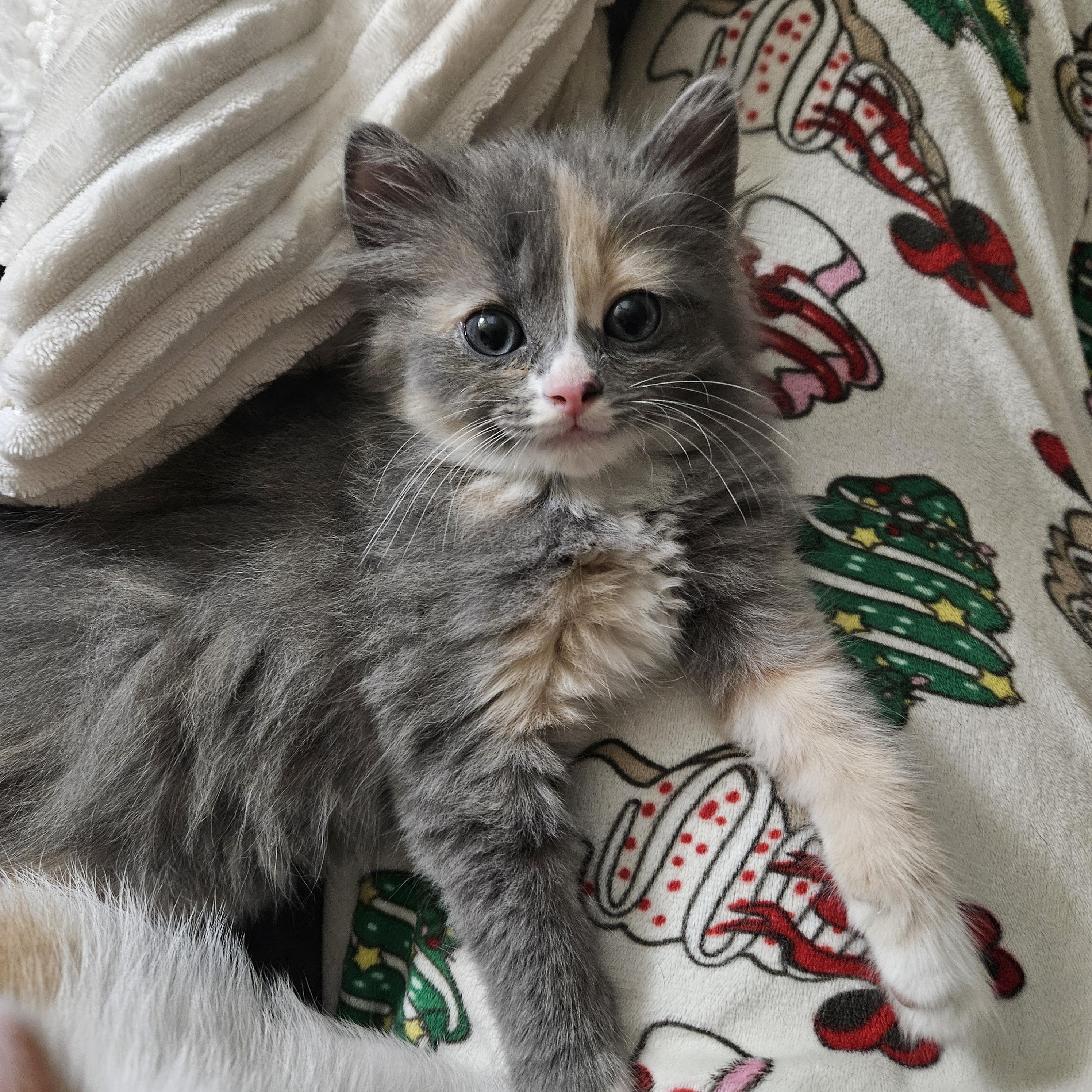 Maisey, an adopted Domestic Medium Hair in Milwaukee, WI image 2/5