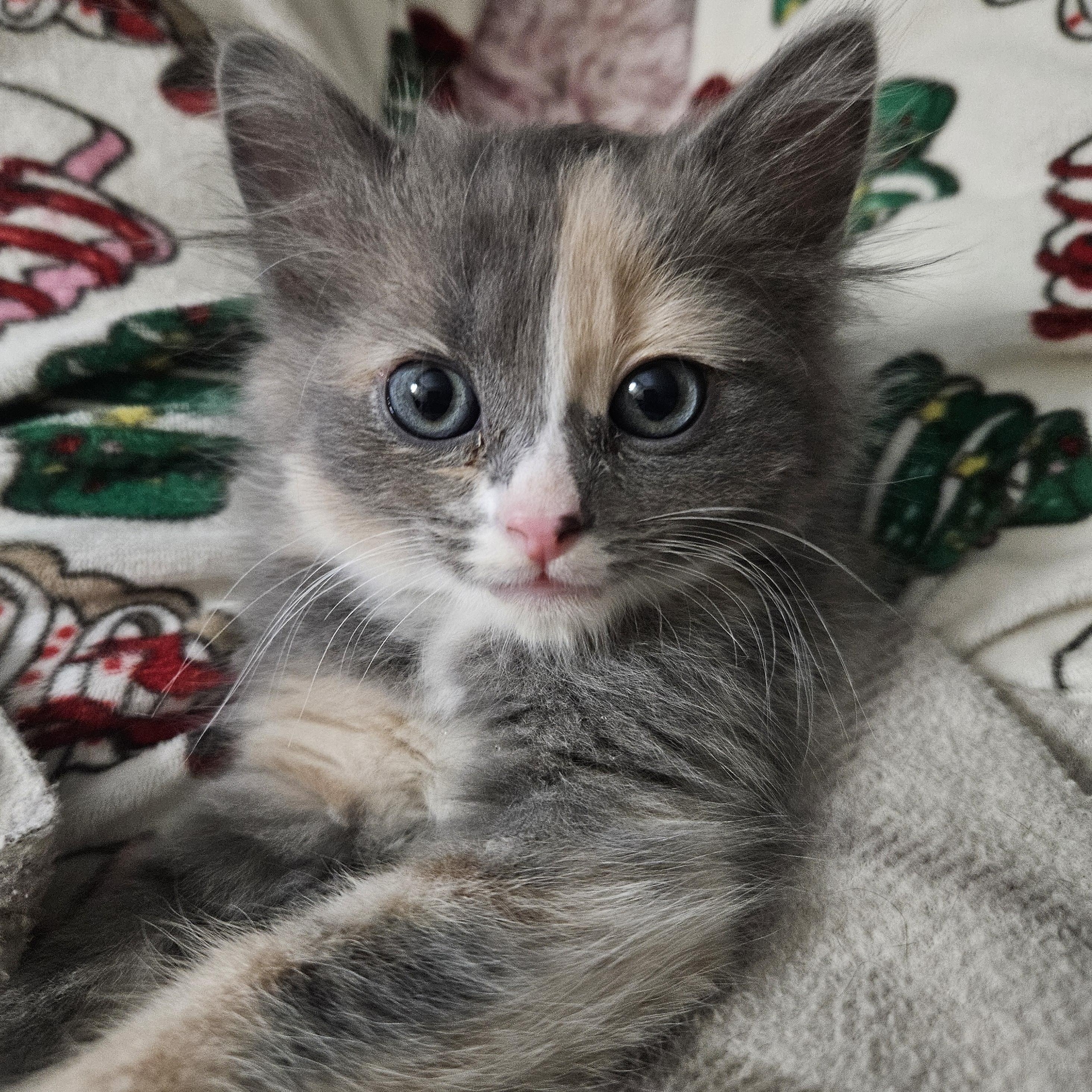 Maisey, adopted, Kitten Female Domestic Medium Hair.