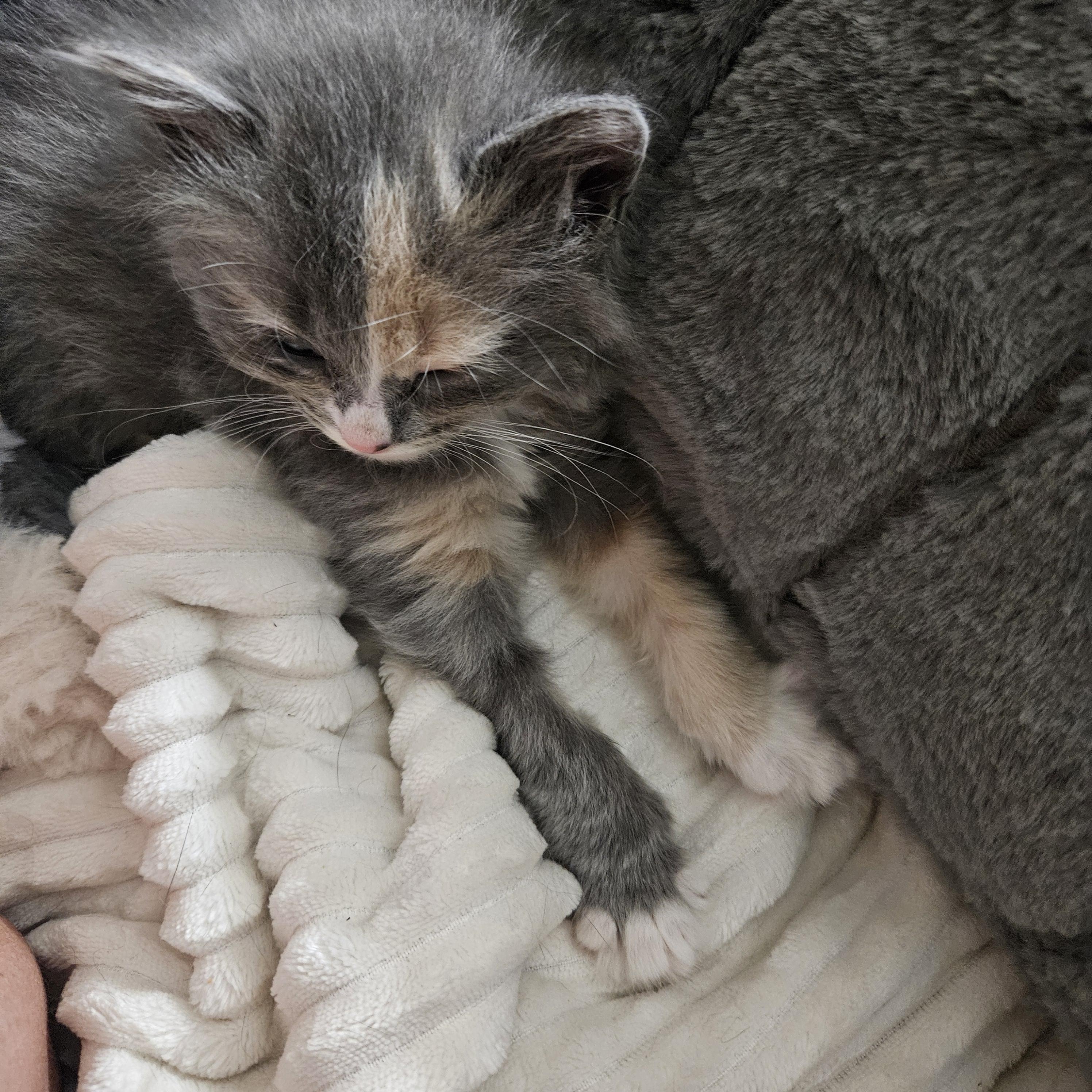 Maisey, an adopted Domestic Medium Hair in Milwaukee, WI image 3/5