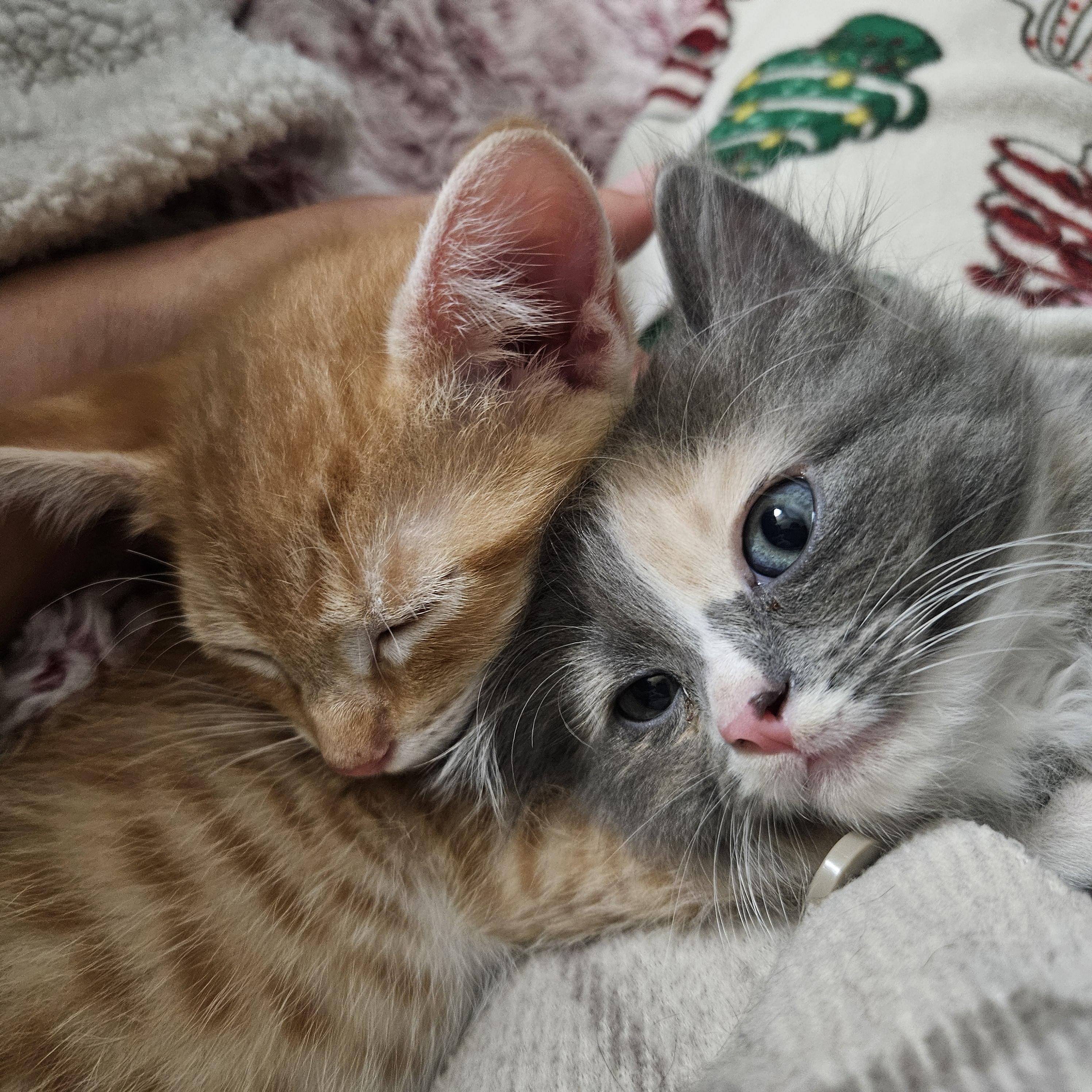 Maisey, an adopted Domestic Medium Hair in Milwaukee, WI image 4/5