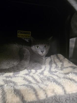 Misty, Adoptable, Adult Female Domestic Short Hair & Domestic Short Hair.