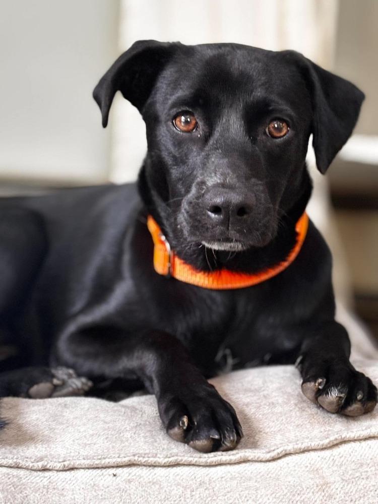 Dellie, Adoptable, Puppy Female Retriever.
