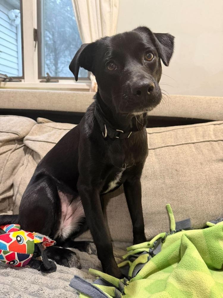 Enlarge Dellie, a Adoptable mixed breed in Valley Stream, NY image 2/6