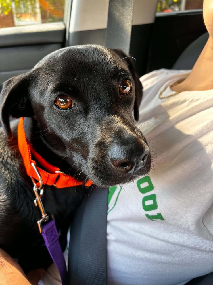 Enlarge Dellie, a Adoptable mixed breed in Valley Stream, NY image 3/6