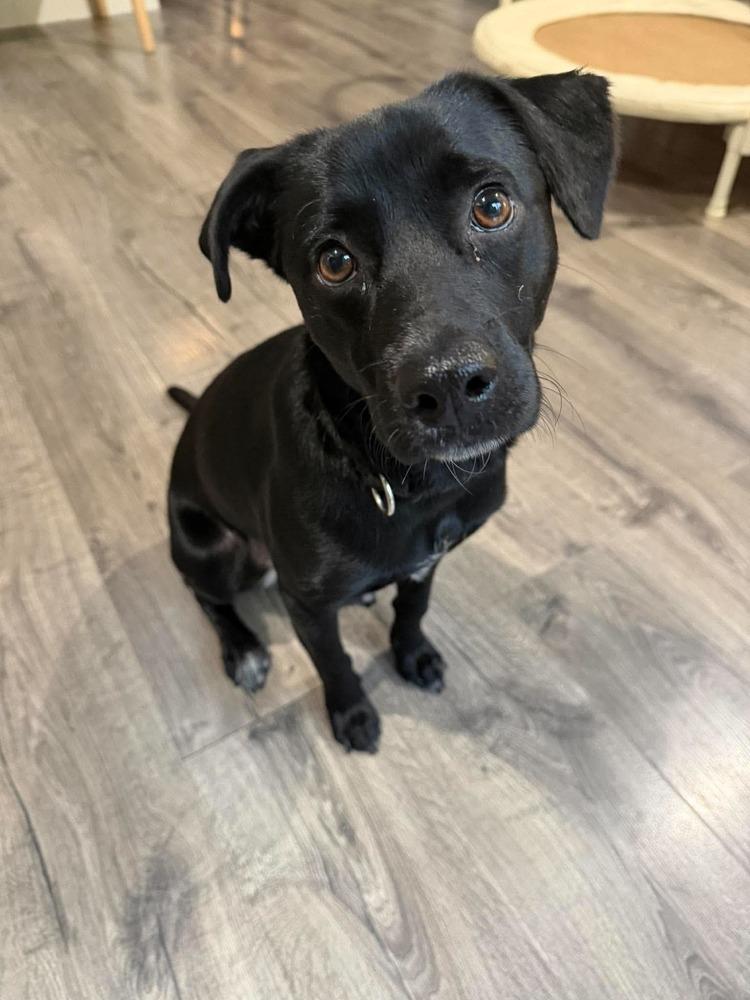 Enlarge Dellie, a Adoptable mixed breed in Valley Stream, NY image 4/6