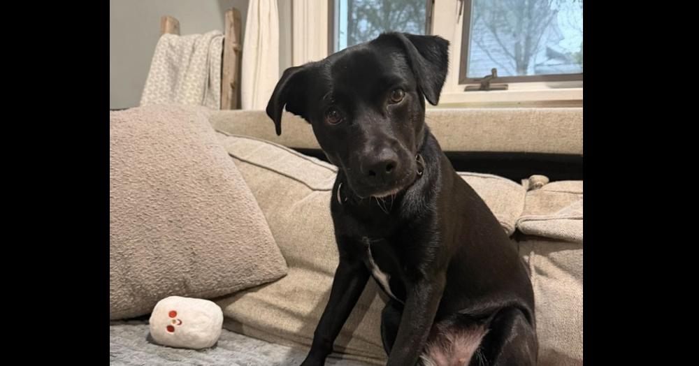 Enlarge Dellie, a Adoptable mixed breed in Valley Stream, NY image 5/6