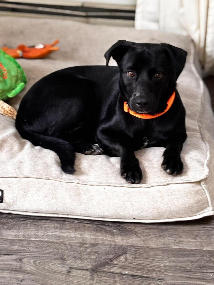 Enlarge Dellie, a Adoptable mixed breed in Valley Stream, NY image 6/6