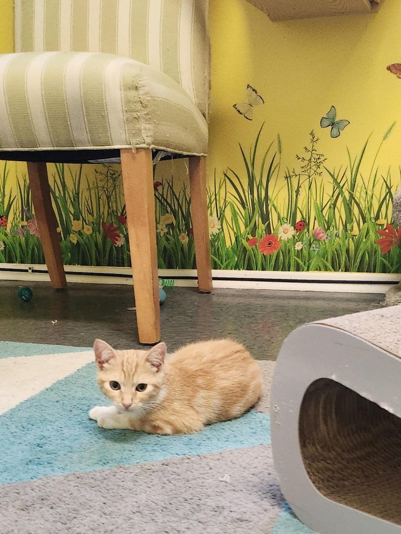 Enlarge Billy, a Adopted Domestic Short Hair in Whittier, CA image 1/14