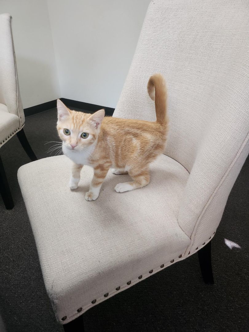 Enlarge Billy, a Adopted Domestic Short Hair in Whittier, CA image 2/14