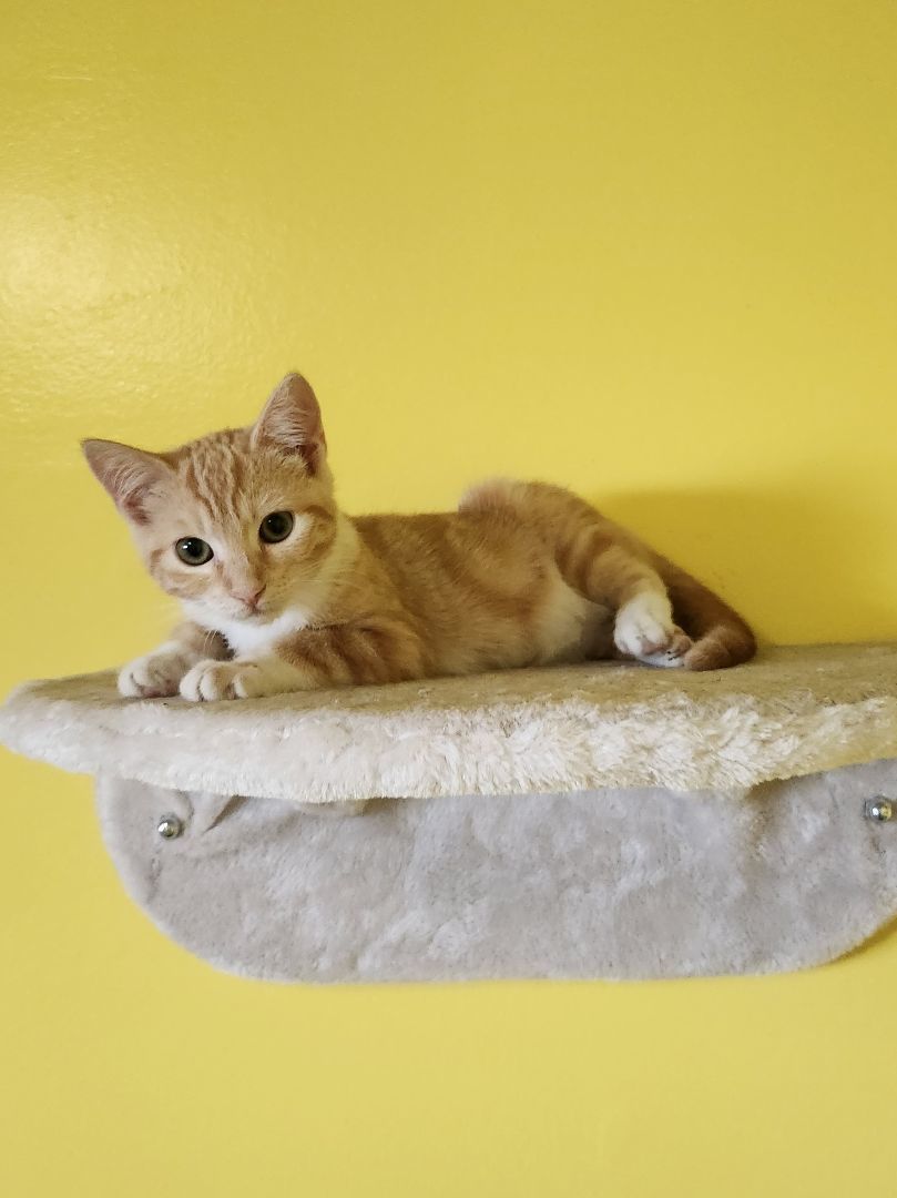 Enlarge Billy, a Adopted Domestic Short Hair in Whittier, CA image 3/14