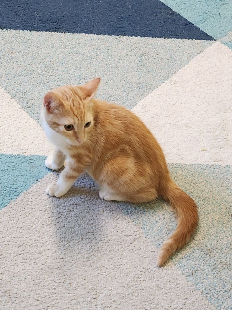 Enlarge Billy, a Adopted Domestic Short Hair in Whittier, CA image 4/14