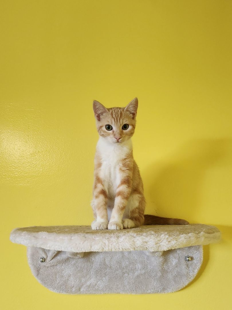 Enlarge Billy, a Adopted Domestic Short Hair in Whittier, CA image 5/14