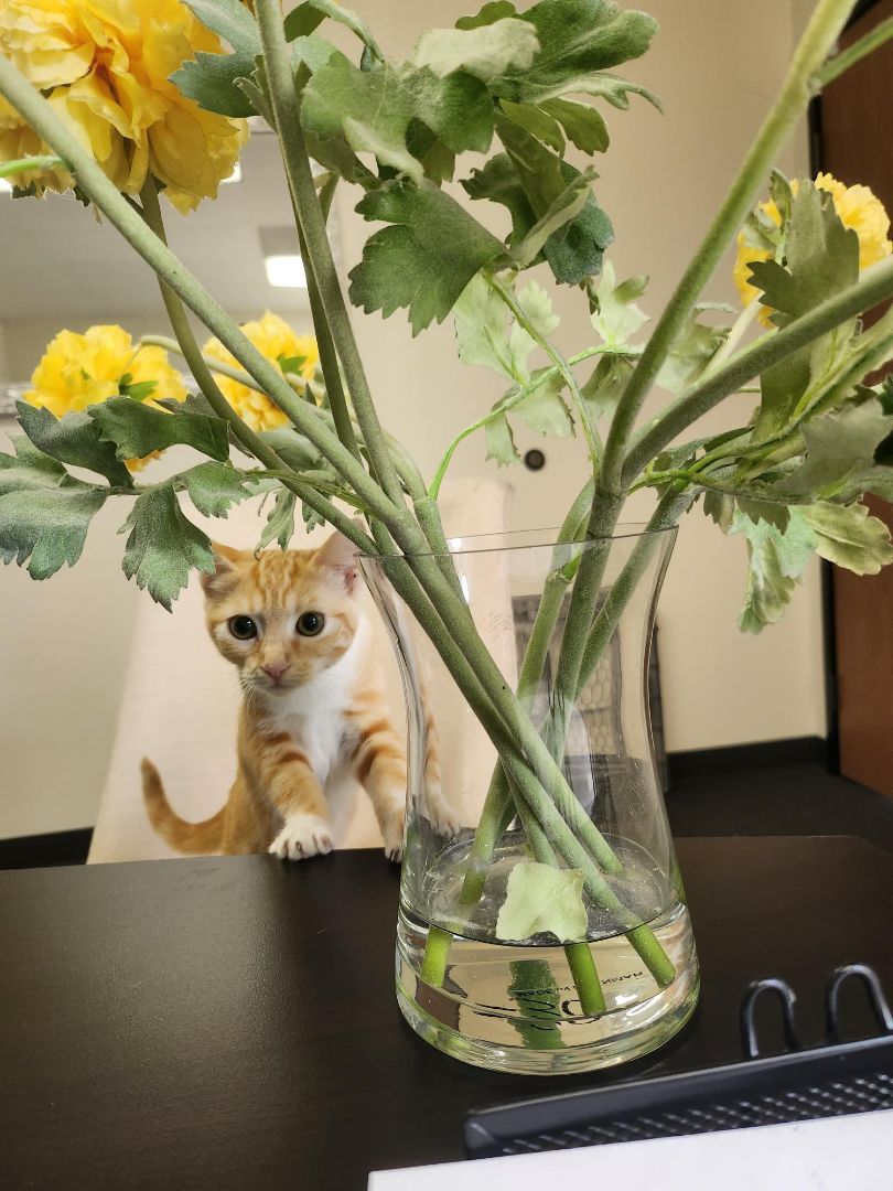 Enlarge Billy, a Adopted Domestic Short Hair in Whittier, CA image 6/14