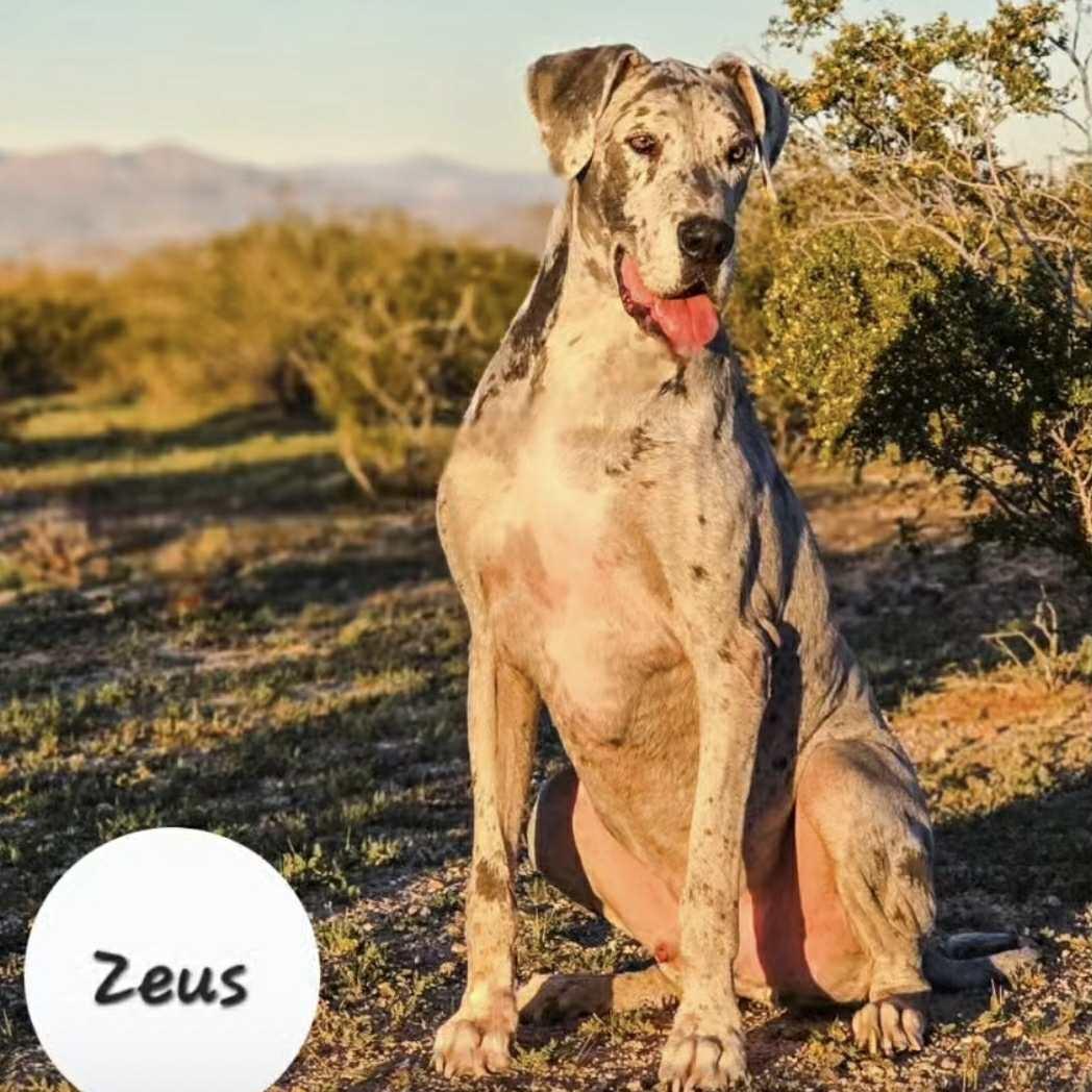 Enlarge Zeus, a Adoptable Great Dane in Tehachapi, CA image 1/2