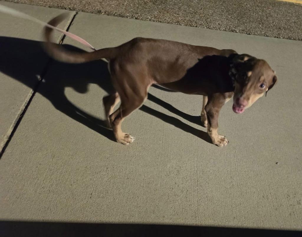 Enlarge Toro, a Adoptable mixed breed in Belton, TX image 1/1