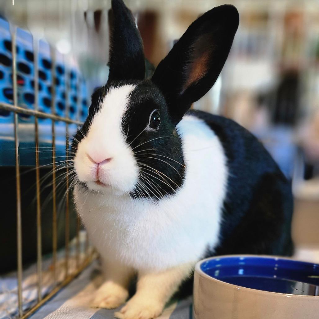 Hibiscus, a Adoptable Dutch in Baltimore, MD image 1/6