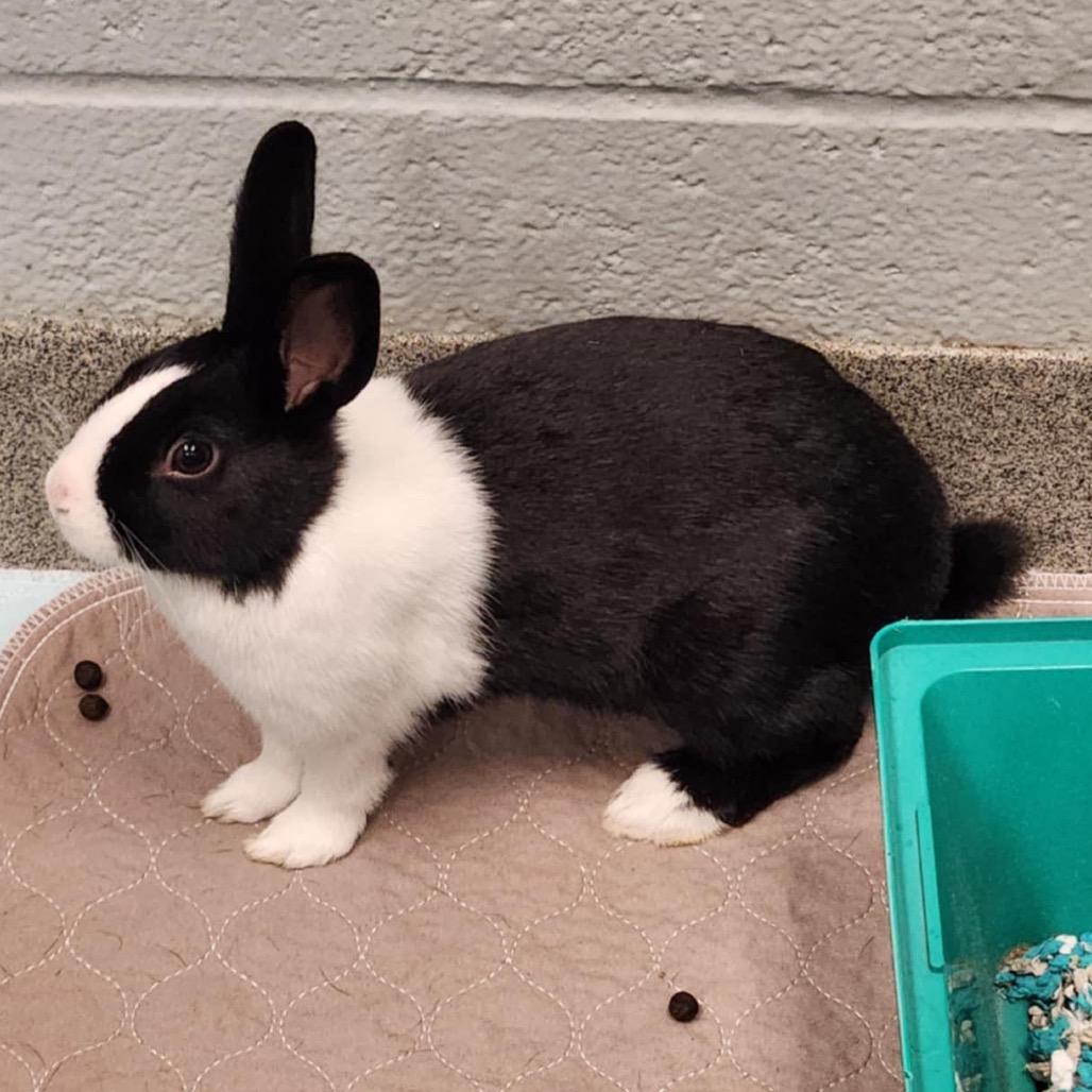 Hibiscus, a Adoptable Dutch in Baltimore, MD image 2/6