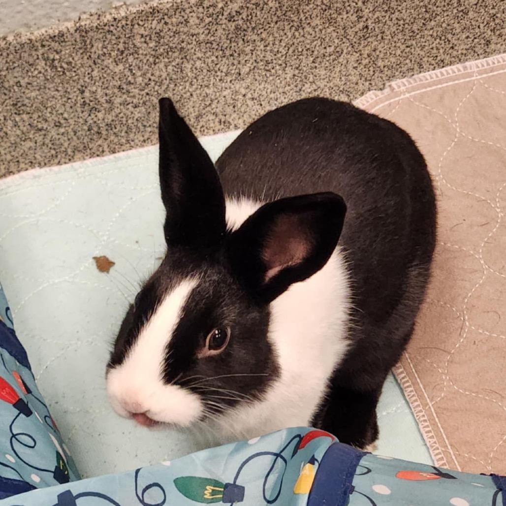 Hibiscus, a Adoptable Dutch in Baltimore, MD image 1/6