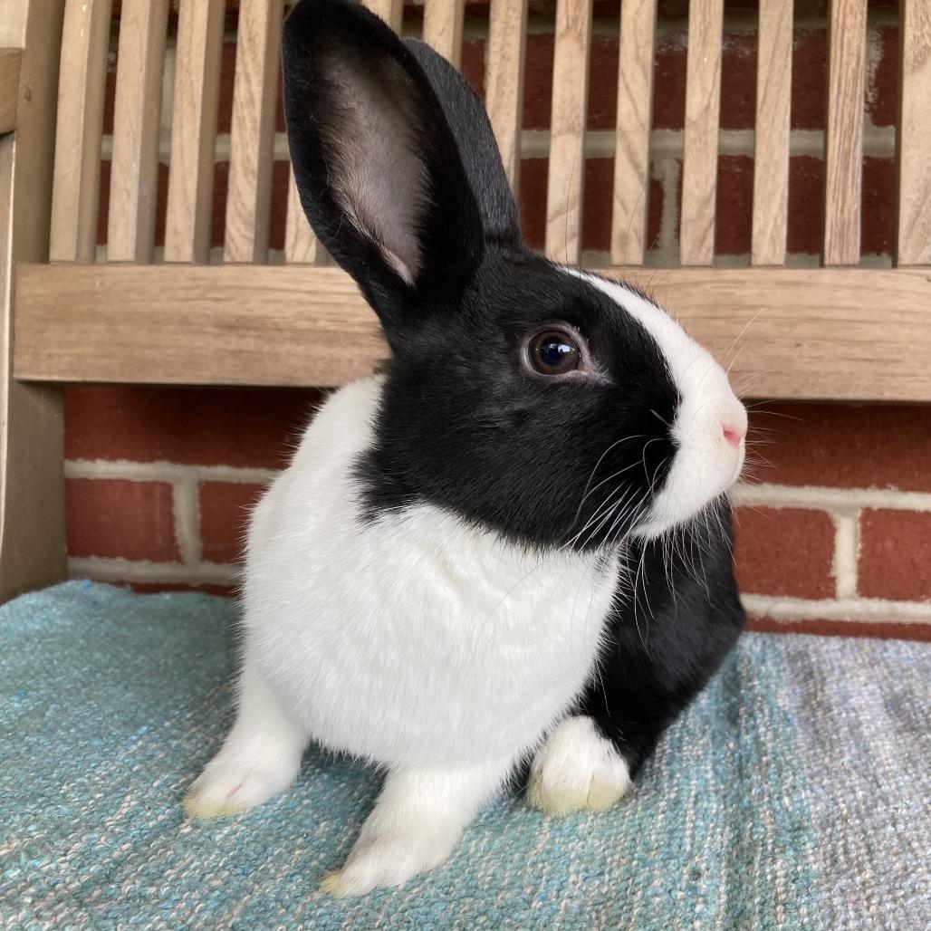 Hibiscus, a Adoptable Dutch in Baltimore, MD image 2/6