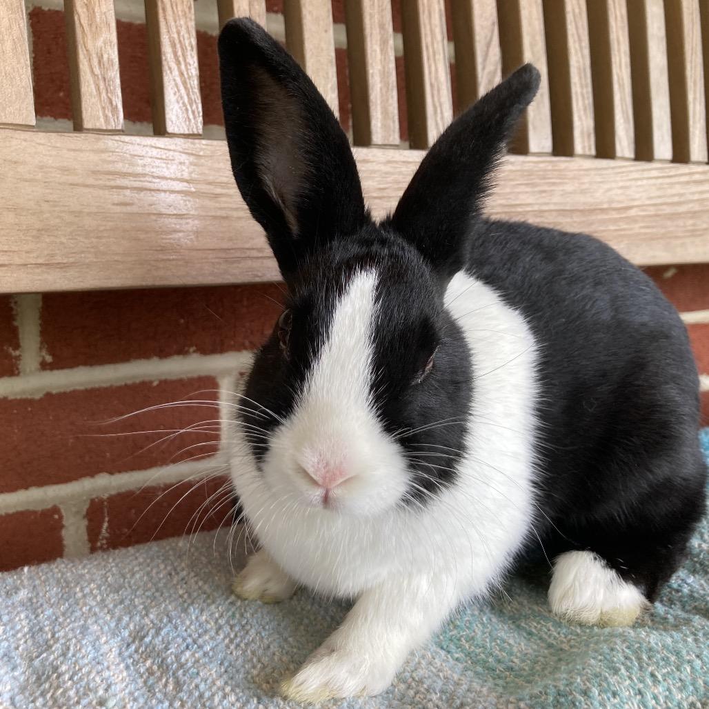 Hibiscus, a Adoptable Dutch in Baltimore, MD image 4/6