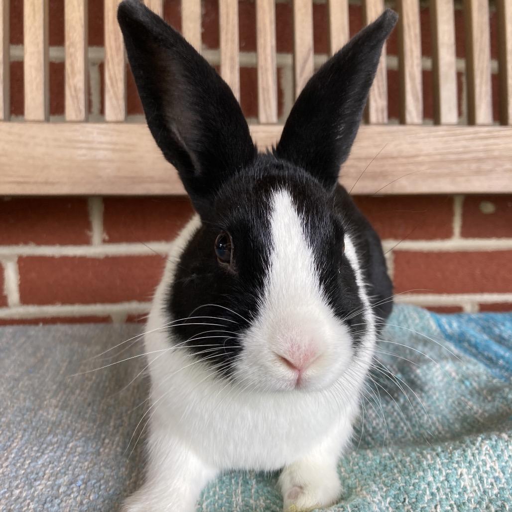 Hibiscus, a Adoptable Dutch in Baltimore, MD image 5/6