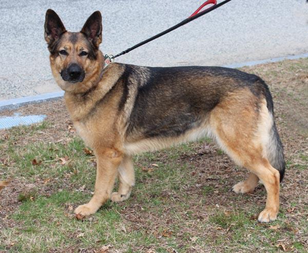 Enlarge Heidi, a ADOPTABLE mixed breed in Mansfield, MA image 3/4