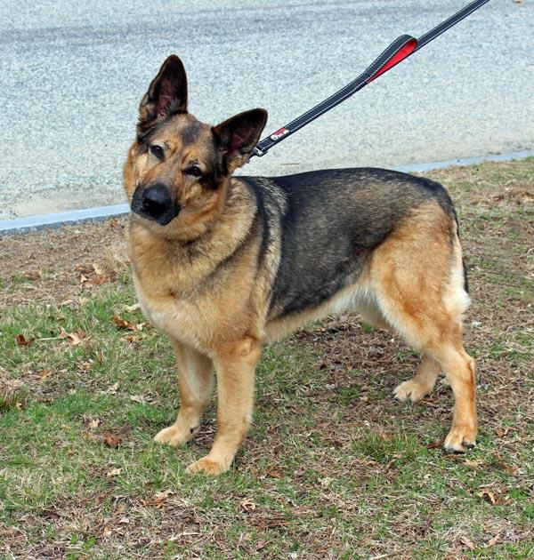 Enlarge Heidi, a ADOPTABLE mixed breed in Mansfield, MA image 1/4