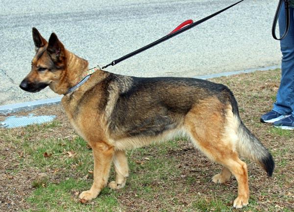 Enlarge Heidi, a ADOPTABLE mixed breed in Mansfield, MA image 2/4