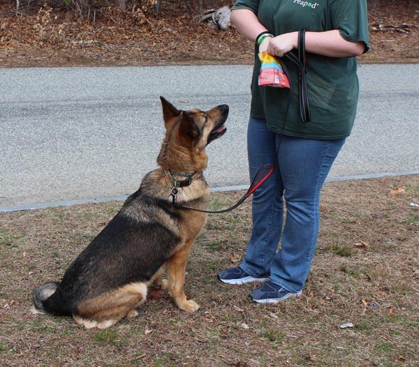 Enlarge Heidi, a ADOPTABLE mixed breed in Mansfield, MA image 4/4