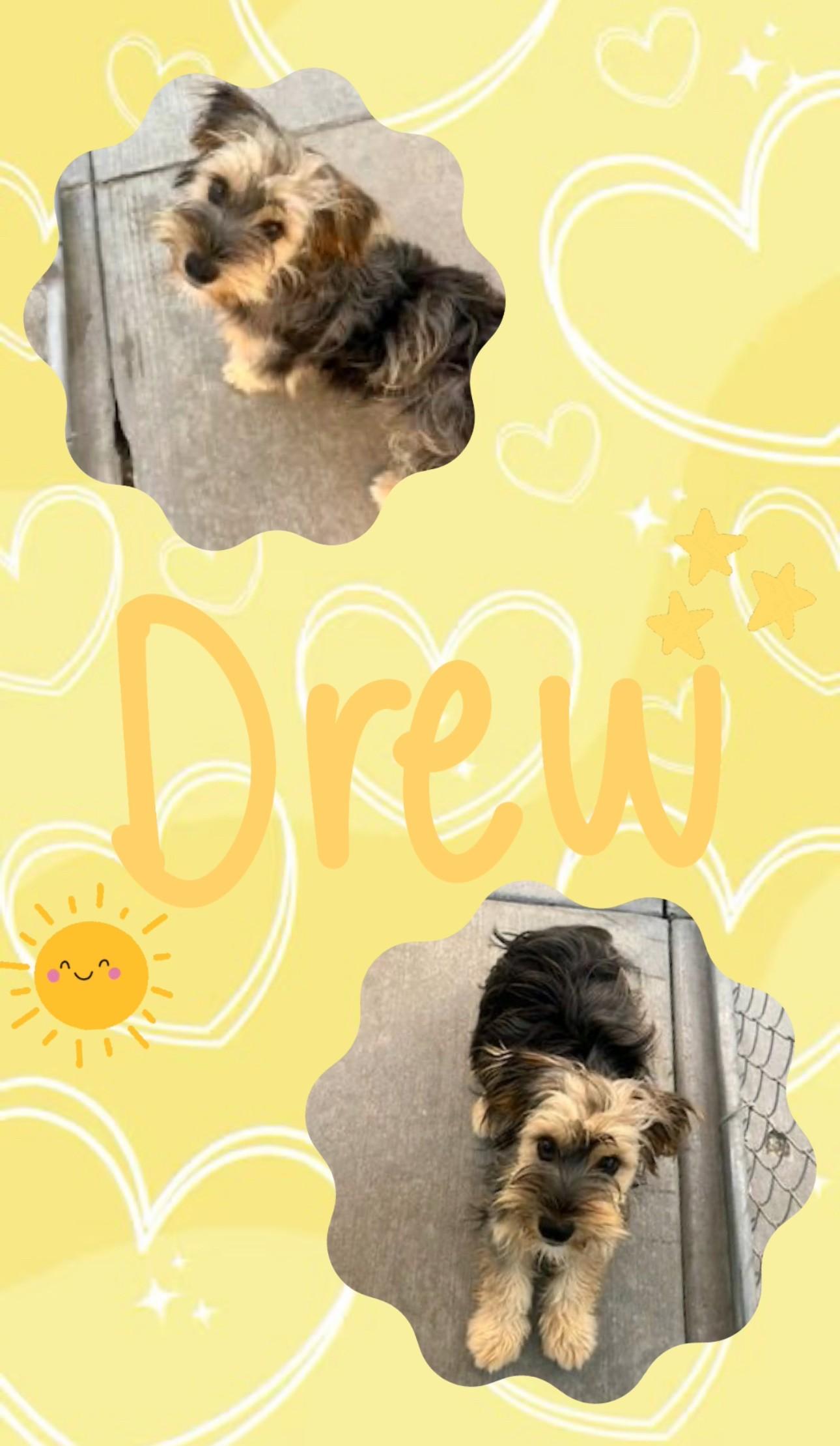 Drew, Adoptable, Young Male Terrier & Aussiedoodle.