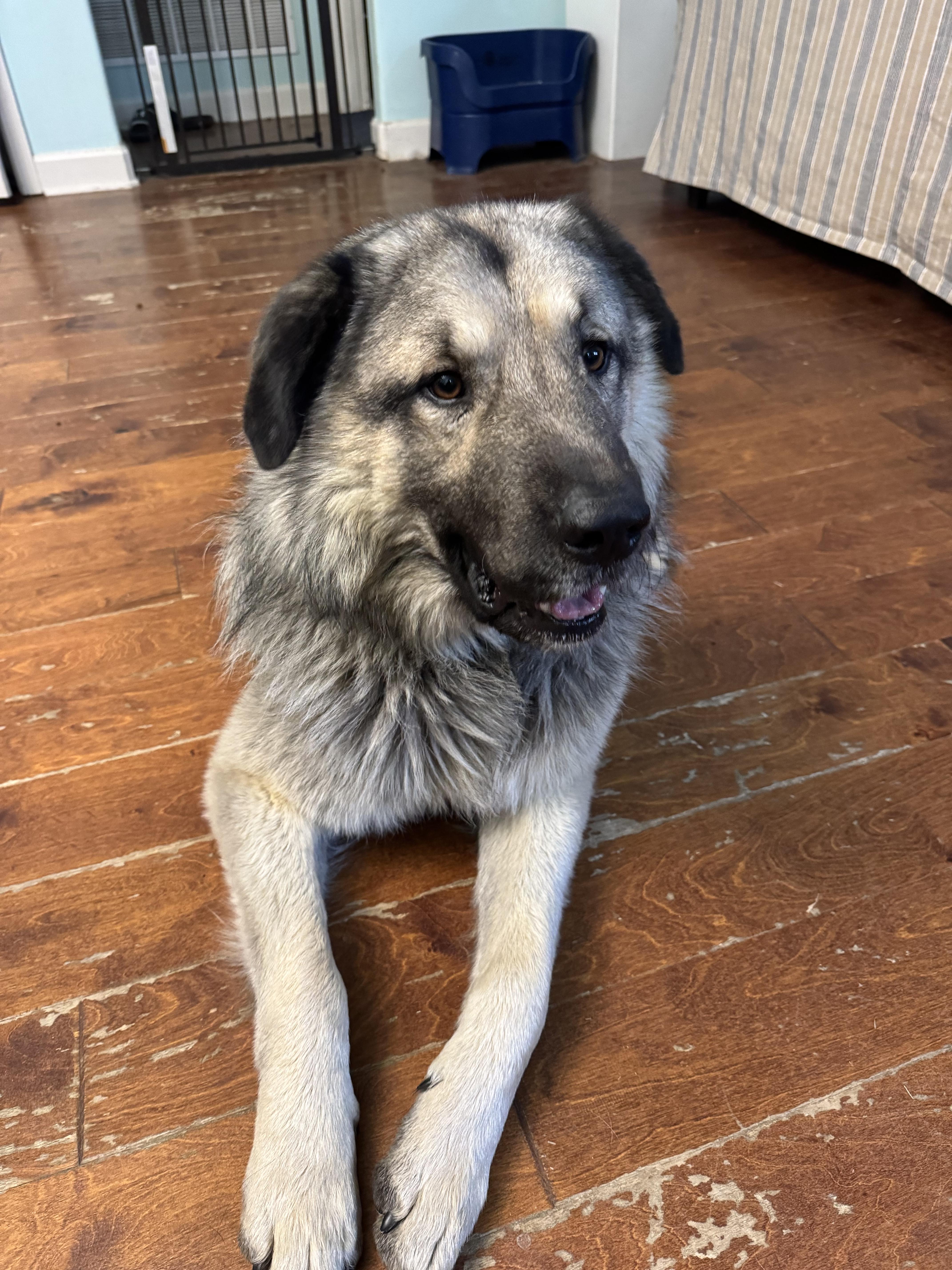 Alex, ADOPTABLE, Young Male Anatolian Shepherd.