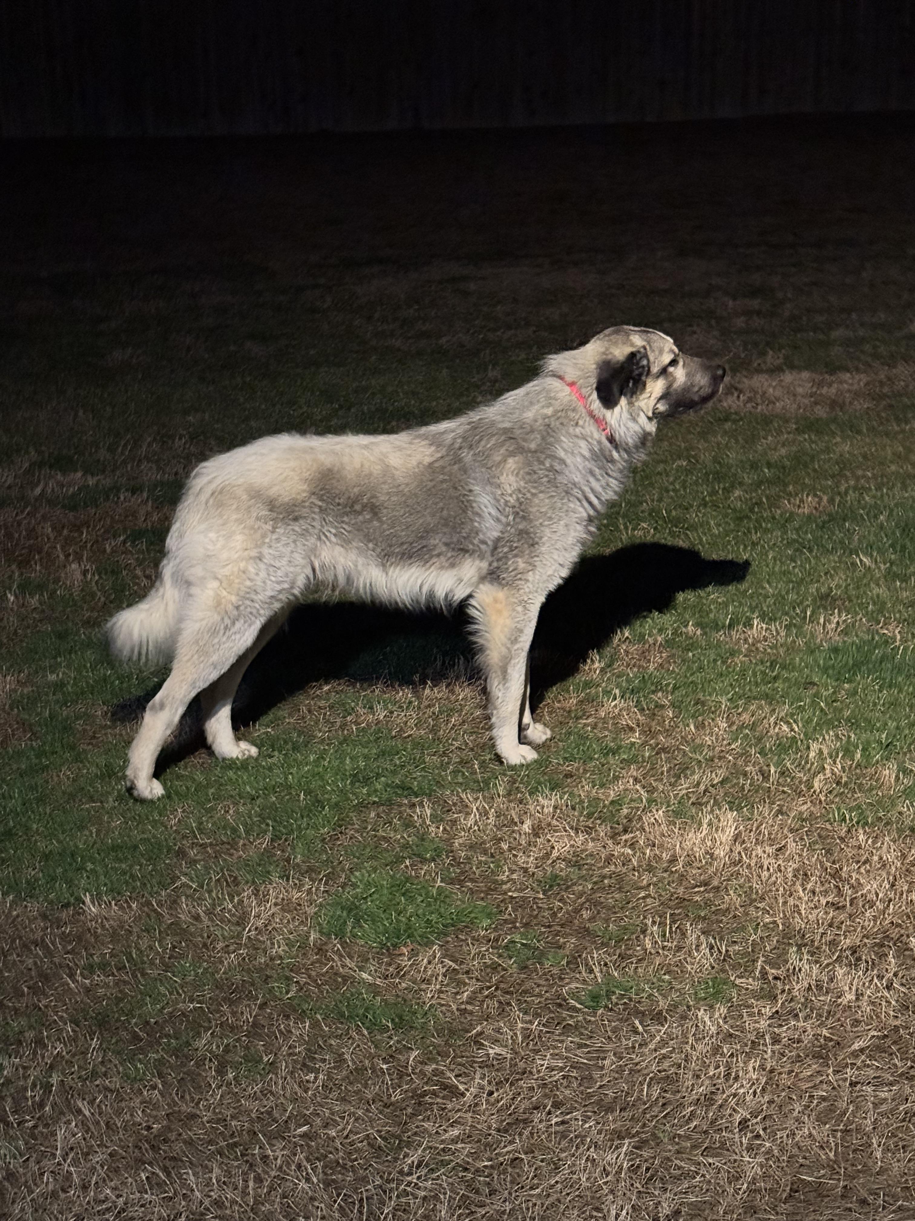 Enlarge Alex, a ADOPTABLE Anatolian Shepherd in Middletown , CT image 2/2