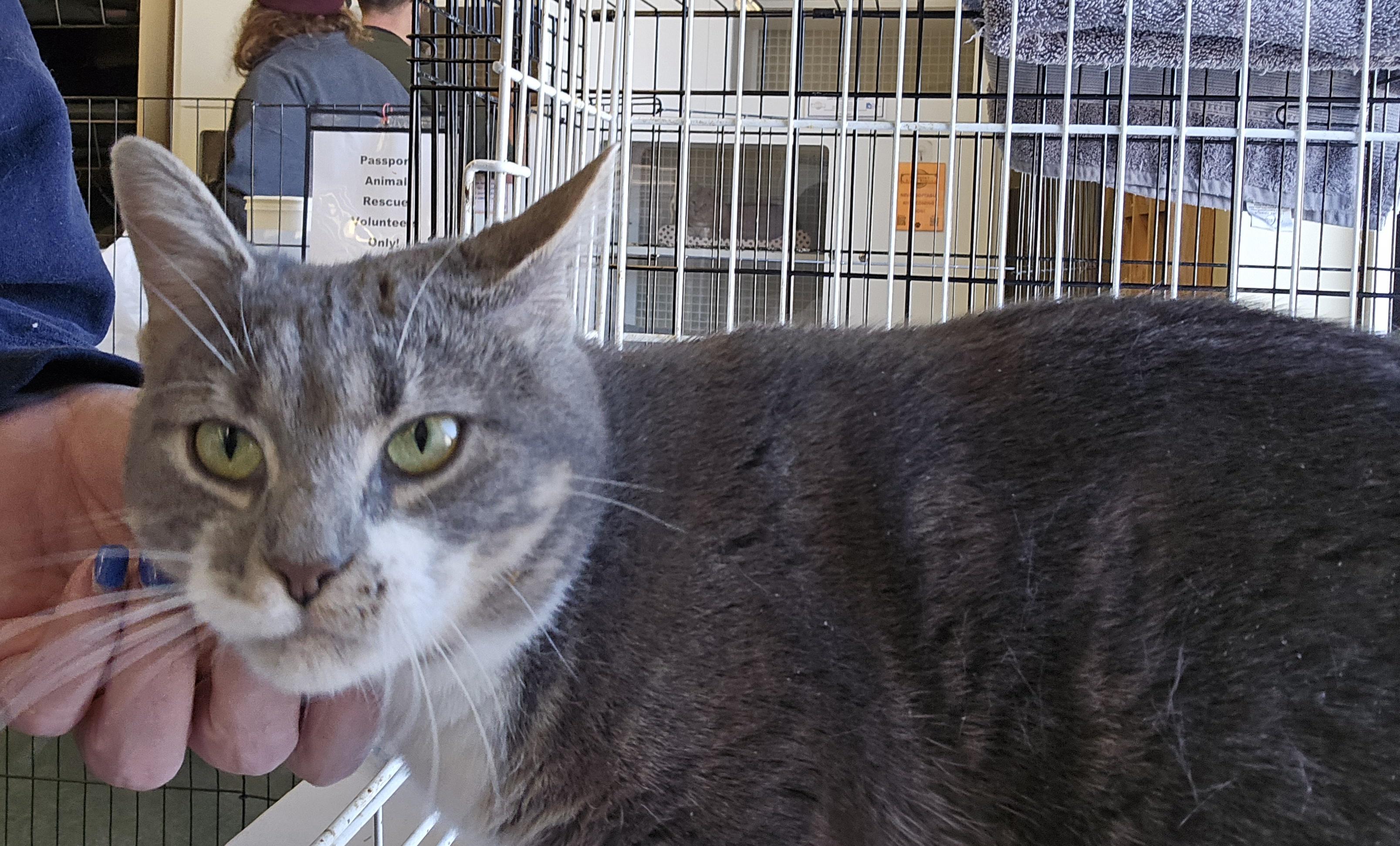 Enlarge Mrs Donner, an adopted Domestic Short Hair in Nottingham, MD image 3/3
