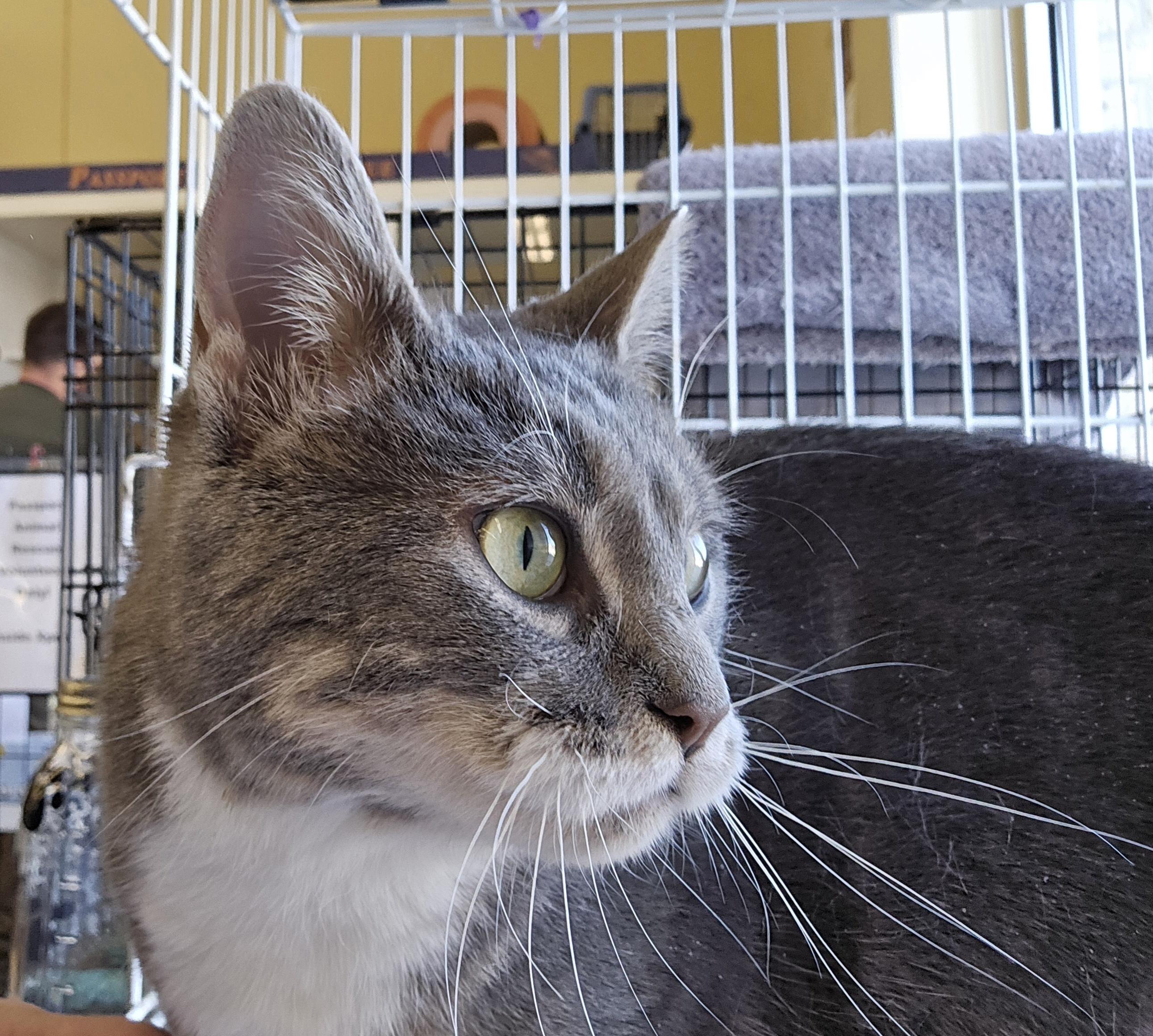 Enlarge Mrs Donner, an adopted Domestic Short Hair in Nottingham, MD image 2/3