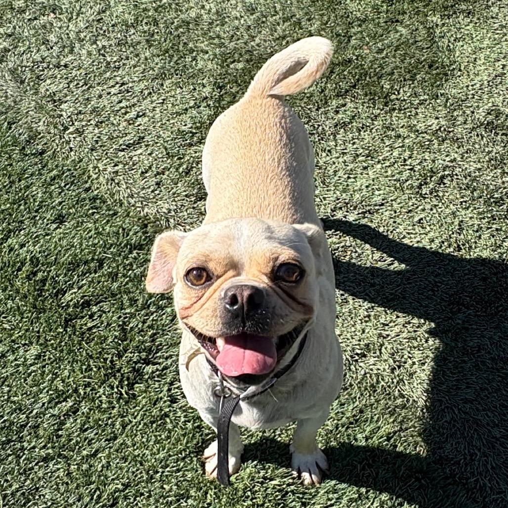 Edgar, Adoptable, Adult Male Chihuahua & French Bulldog.