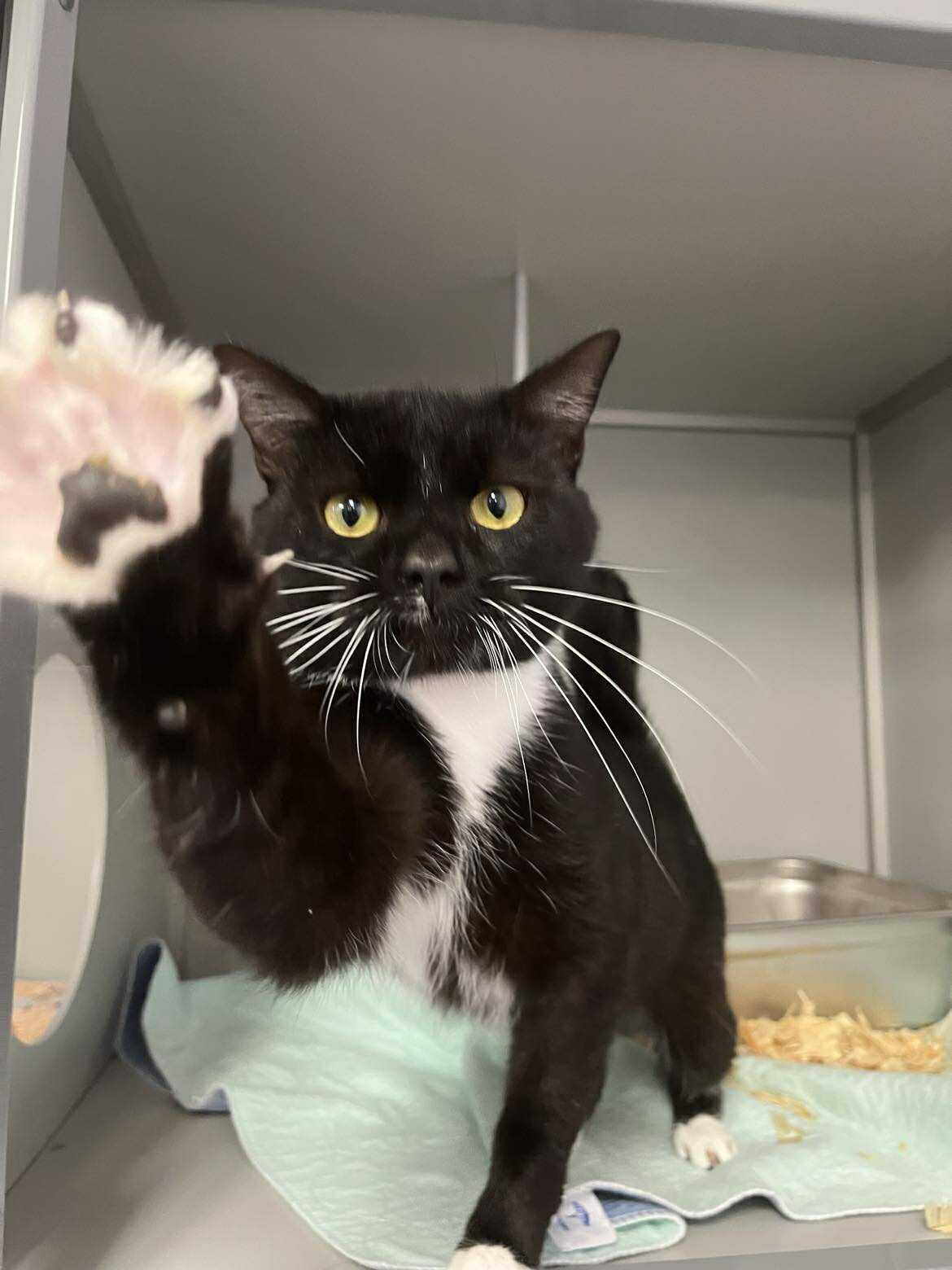 Soulja Boy, Adopted, Adult Male Domestic Short Hair.