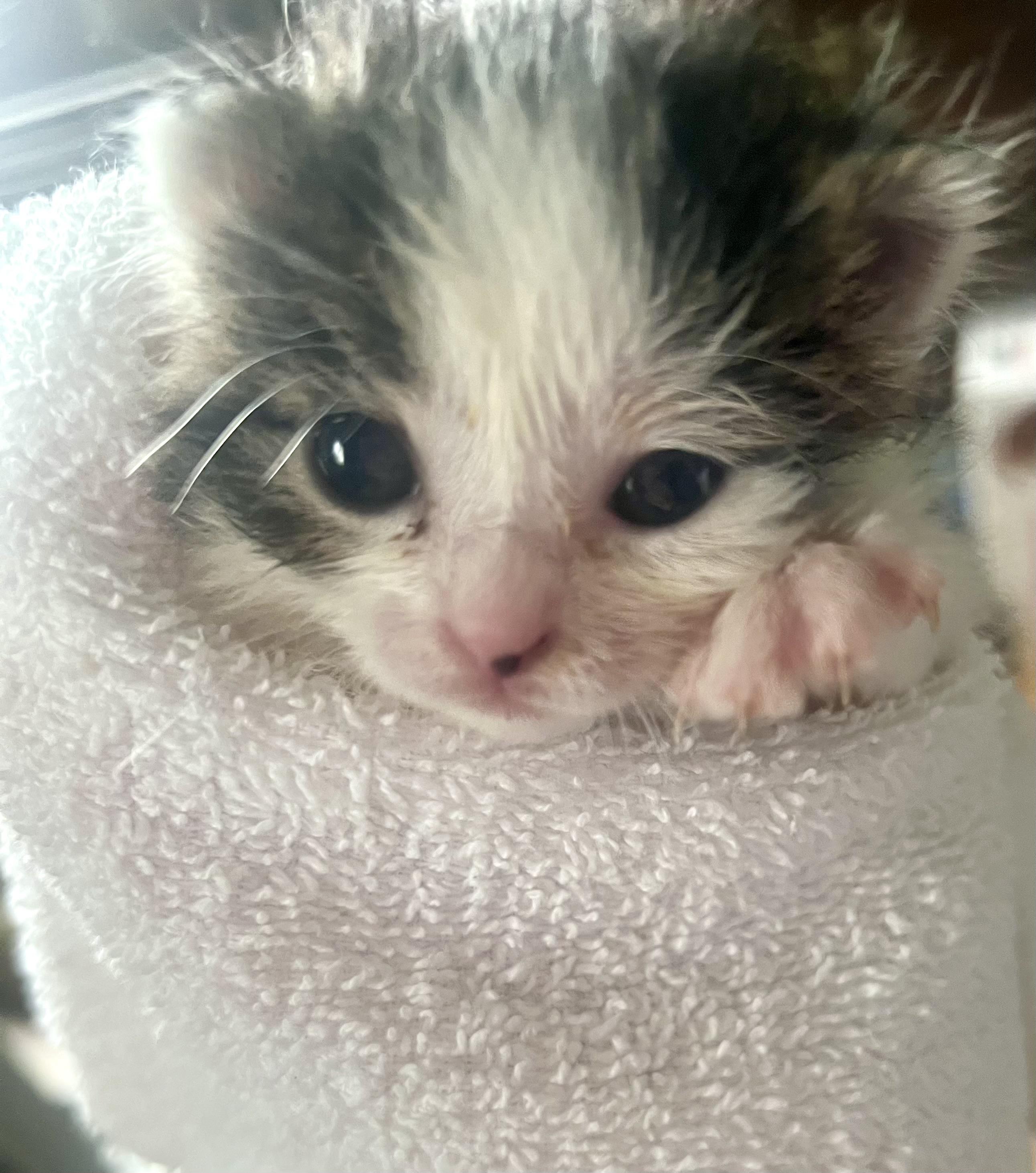 Enlarge Patches, a Adoptable mixed breed in Crookston, MN image 1/6