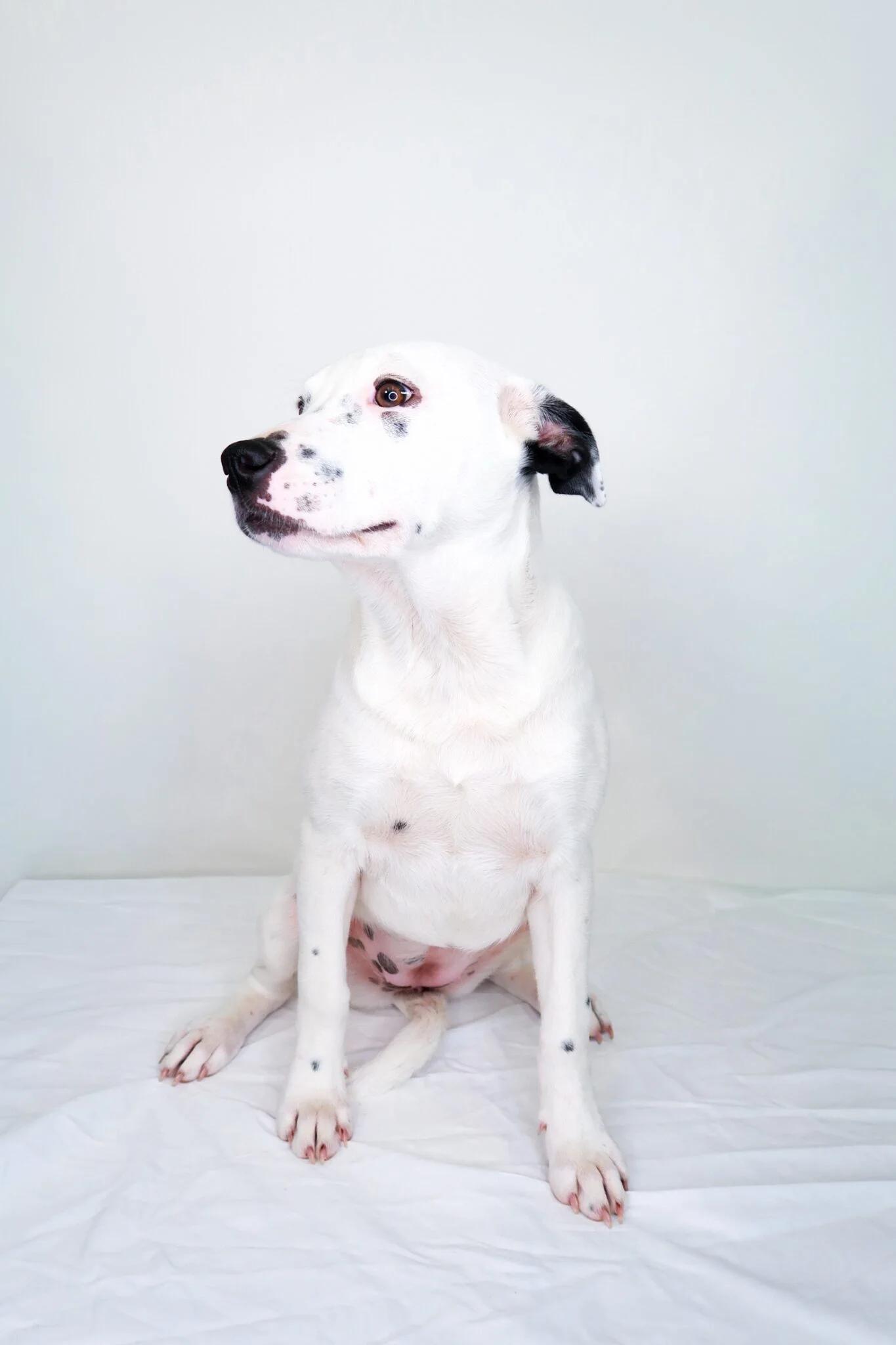 Enlarge Lyric, a ADOPTABLE mixed breed in Bixby, OK image 3/3