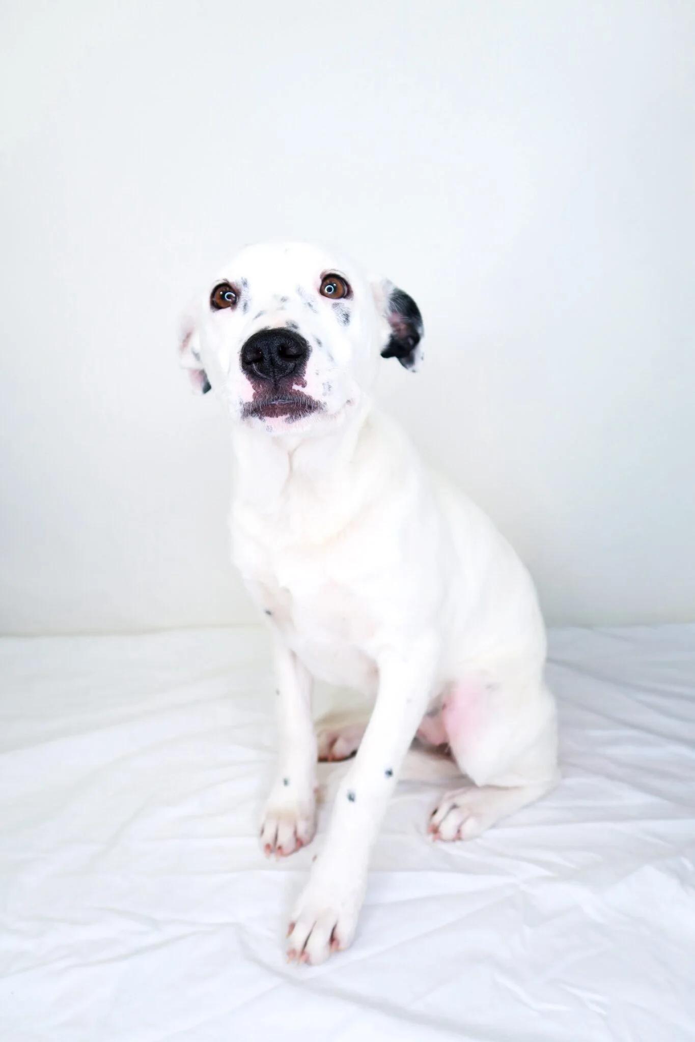 Enlarge Lyric, a ADOPTABLE mixed breed in Bixby, OK image 1/3