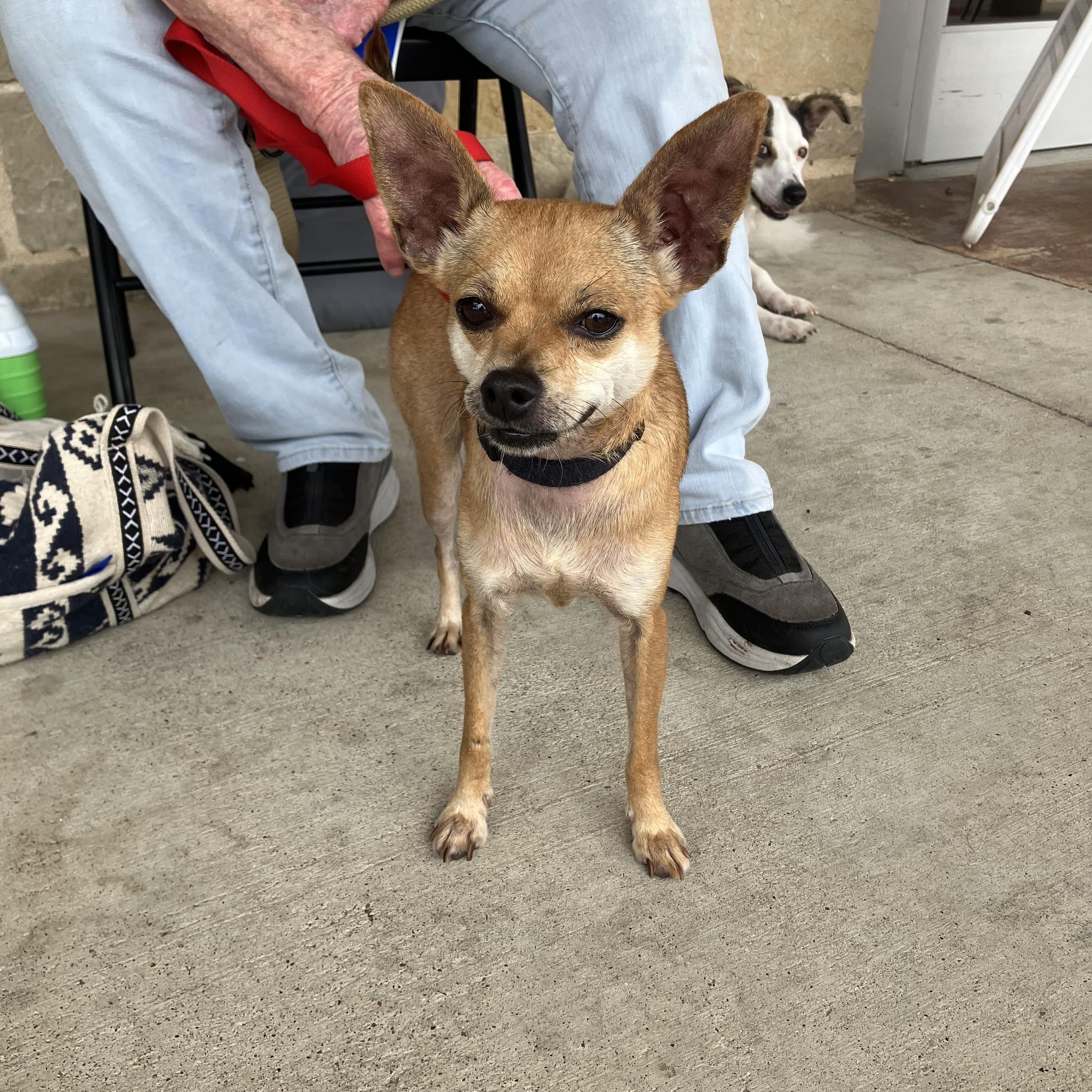 Bitsy, Adult Female unknown