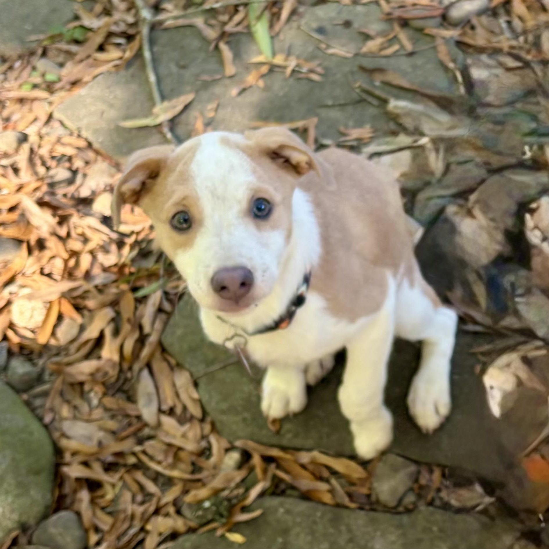 Enlarge Polly, a Adoptable mixed breed in Greensboro, NC image 2/6