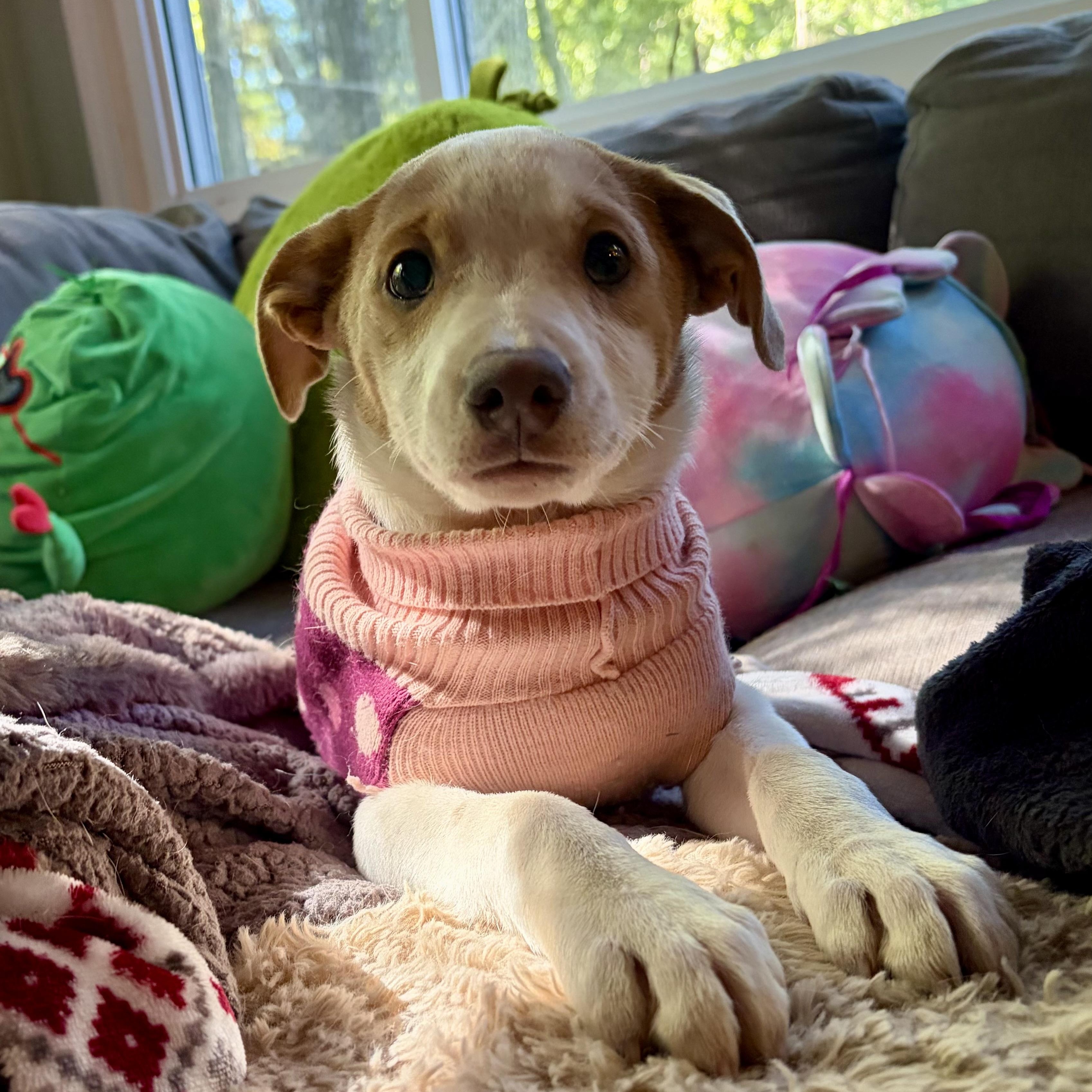 Polly, Adoptable, Puppy Female Hound.