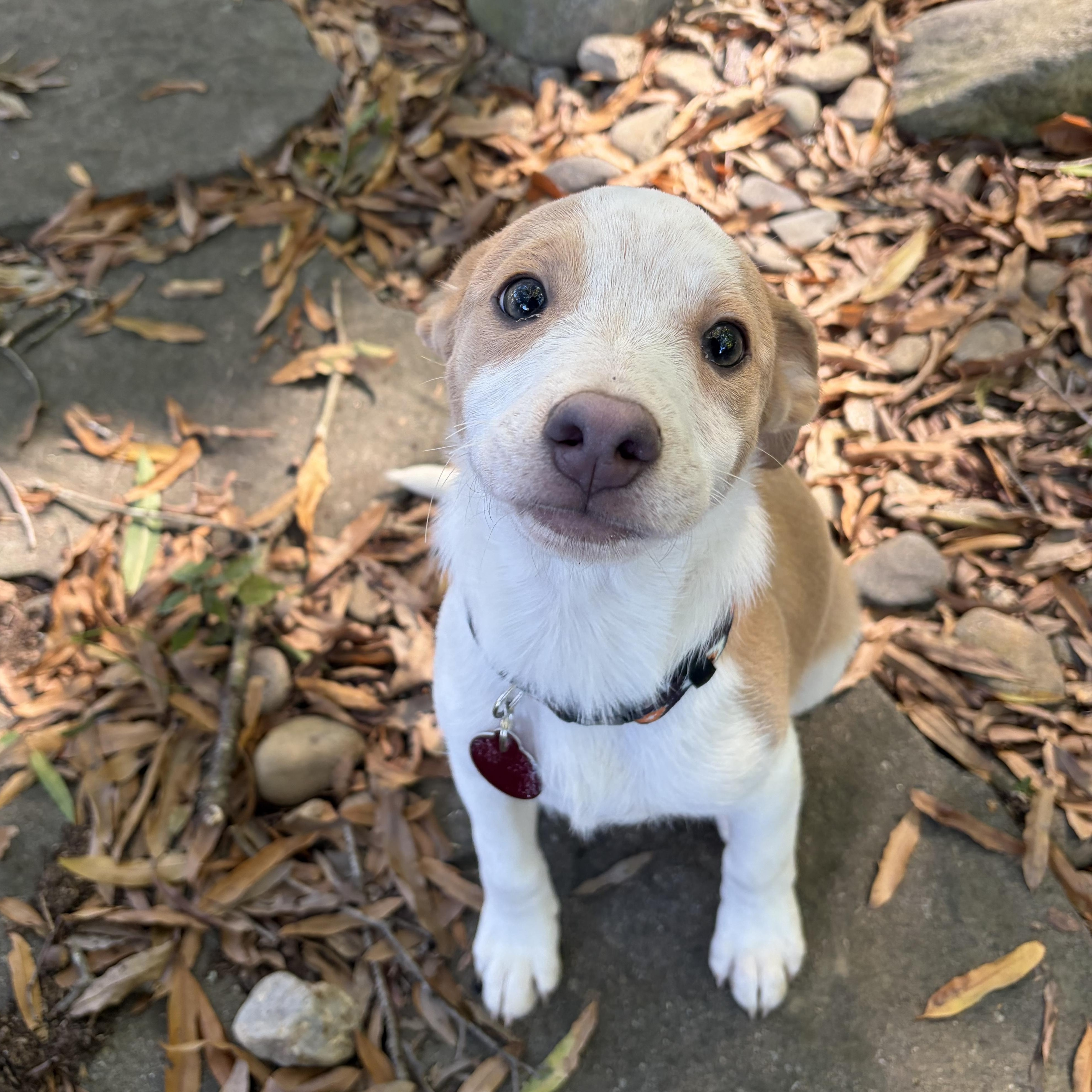 Enlarge Polly, a Adoptable mixed breed in Greensboro, NC image 5/6