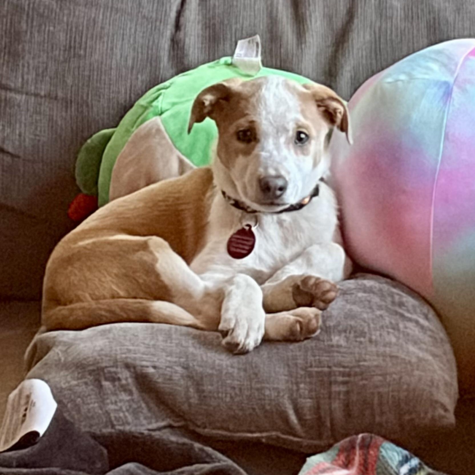 Enlarge Polly, a Adoptable mixed breed in Greensboro, NC image 3/6