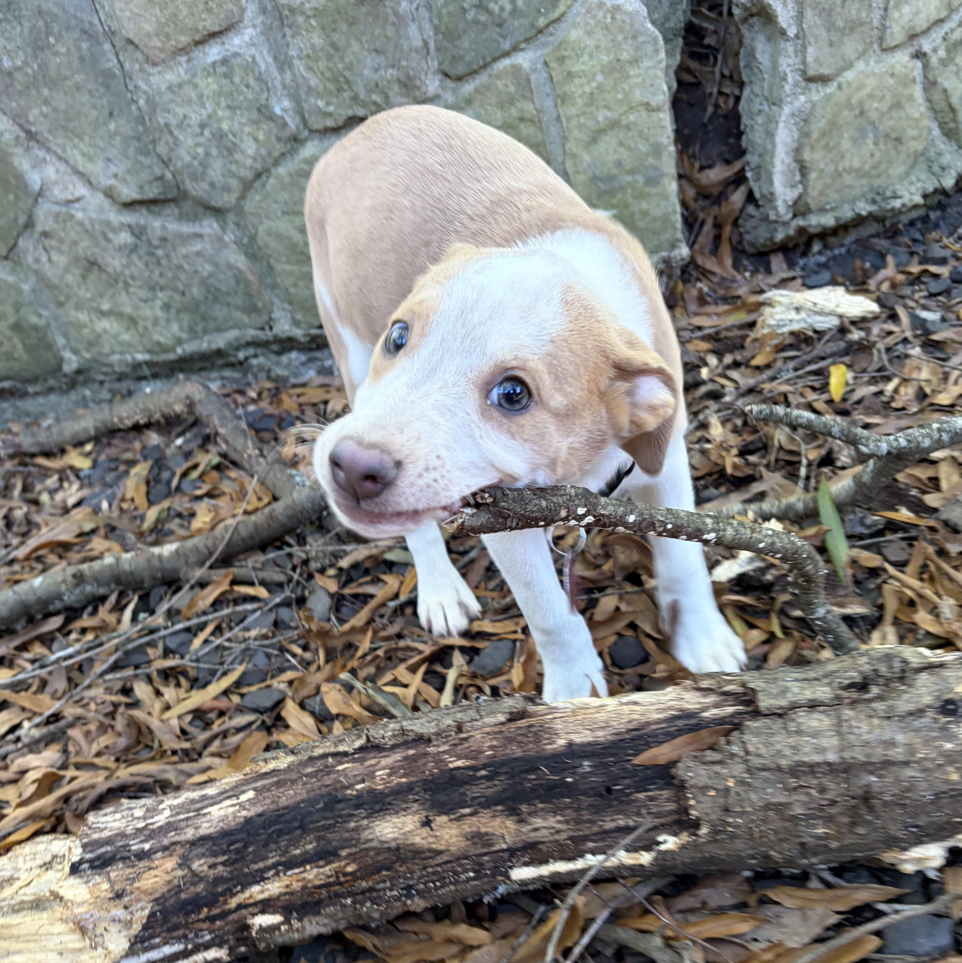 Enlarge Polly, a Adoptable mixed breed in Greensboro, NC image 4/6