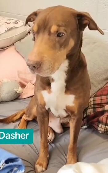 Enlarge Dasher, a ADOPTABLE mixed breed in Gardiner, NY image 4/5